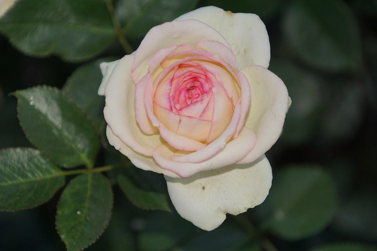 rose eden rosaceae free photo