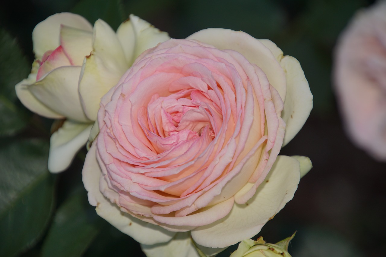 rose eden rosaceae free photo