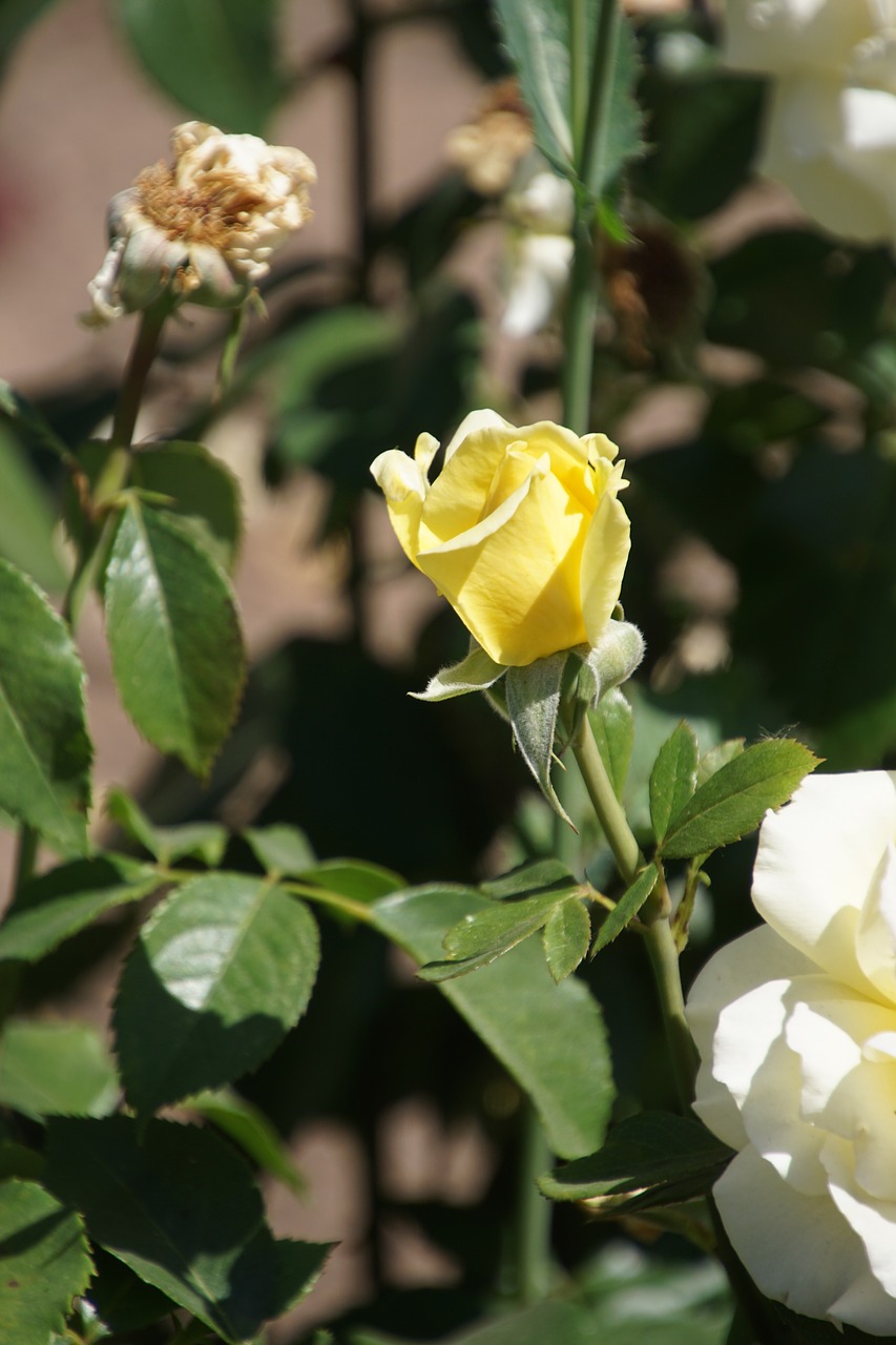 rose queen of roses rosaceae free photo