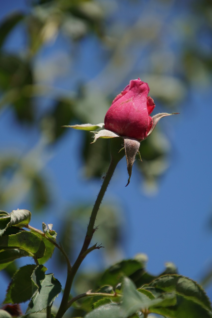rose mme knorr free photo