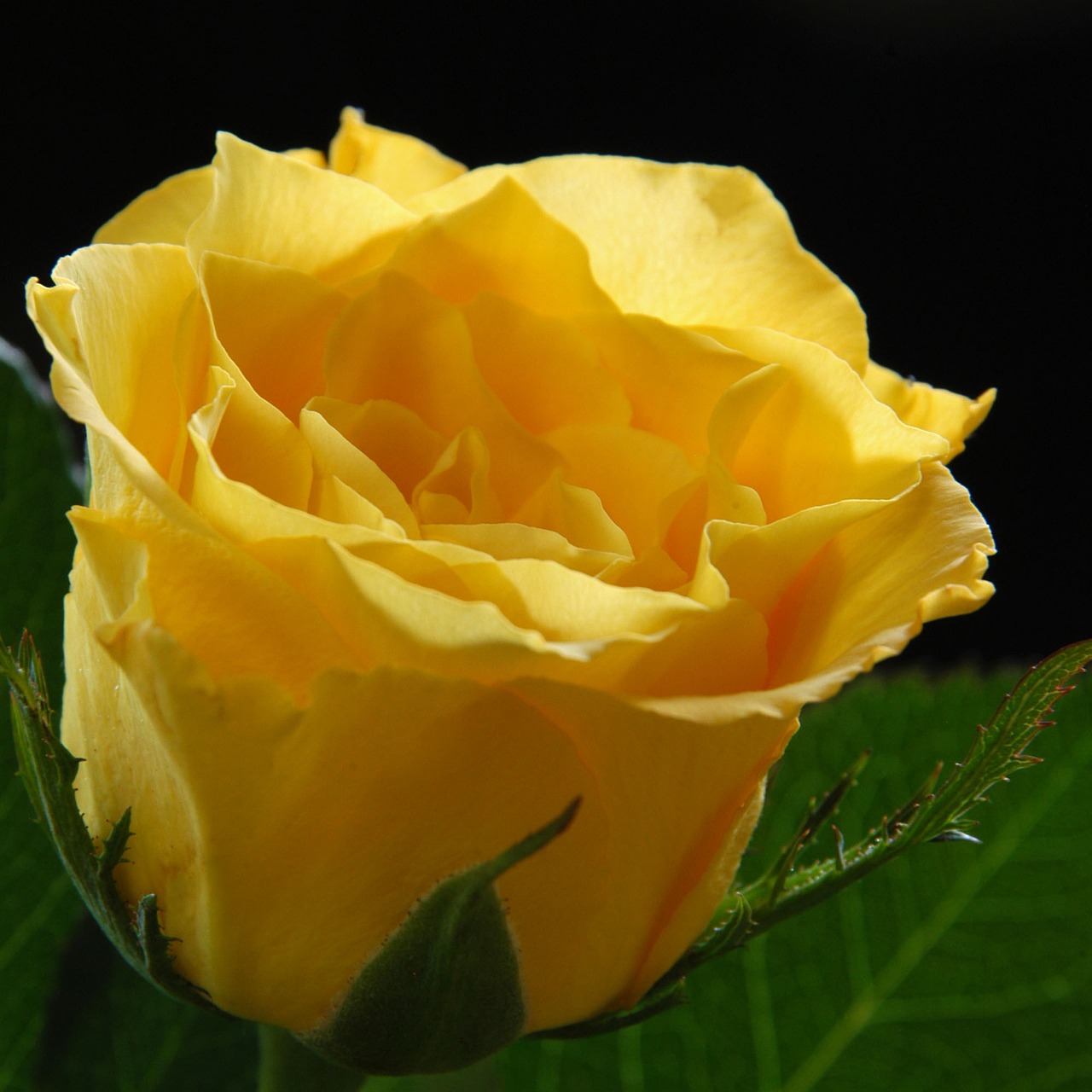 rose yellow flower free photo