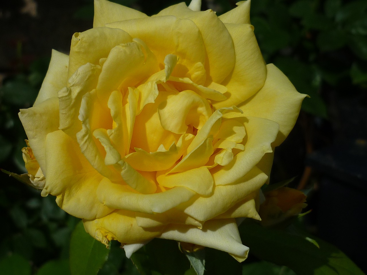 rose yellow flower garden free photo