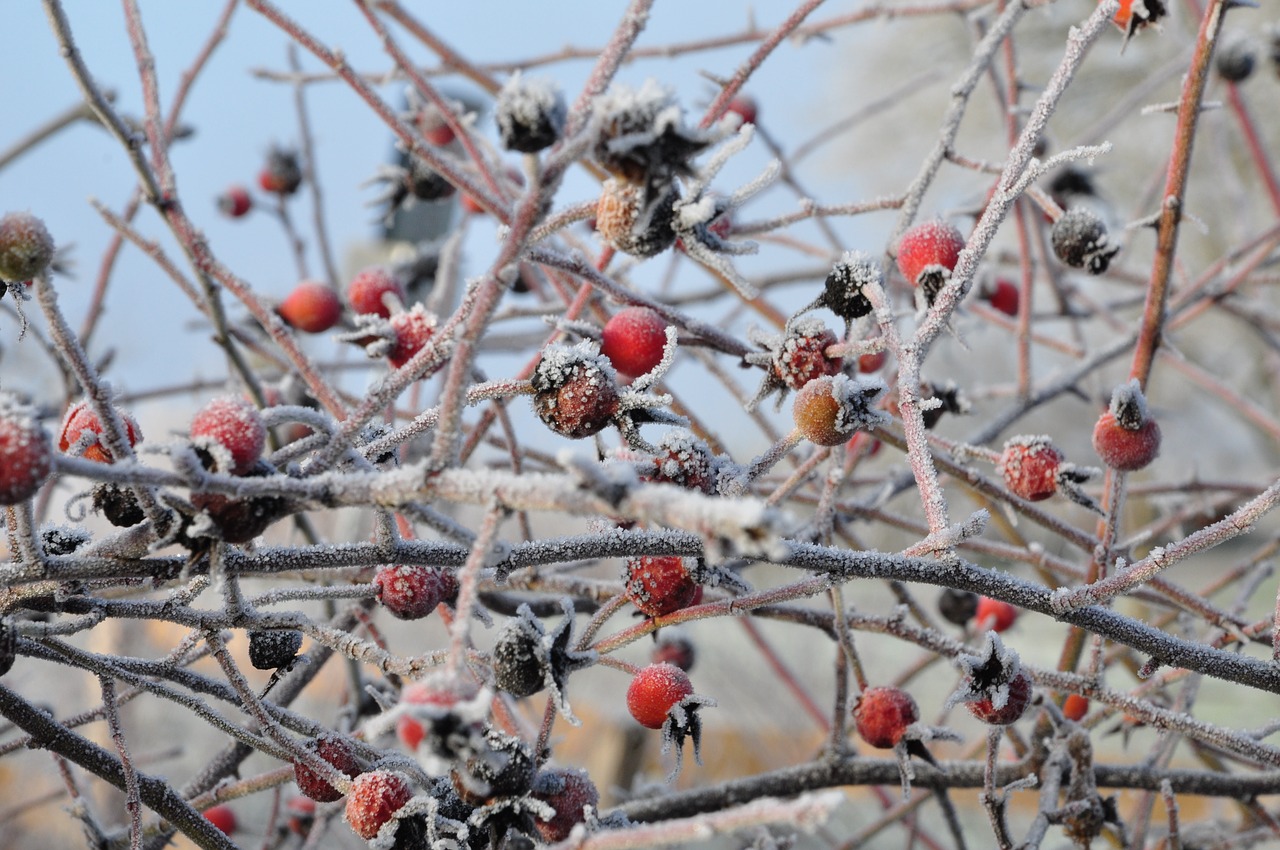 rose frost winter free photo