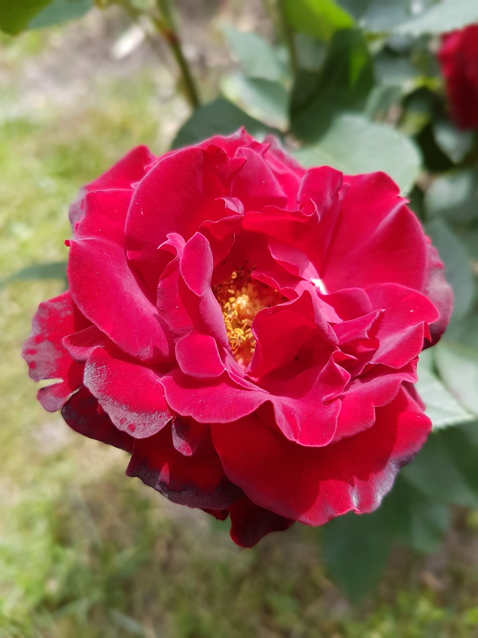 rose red rose summer free photo