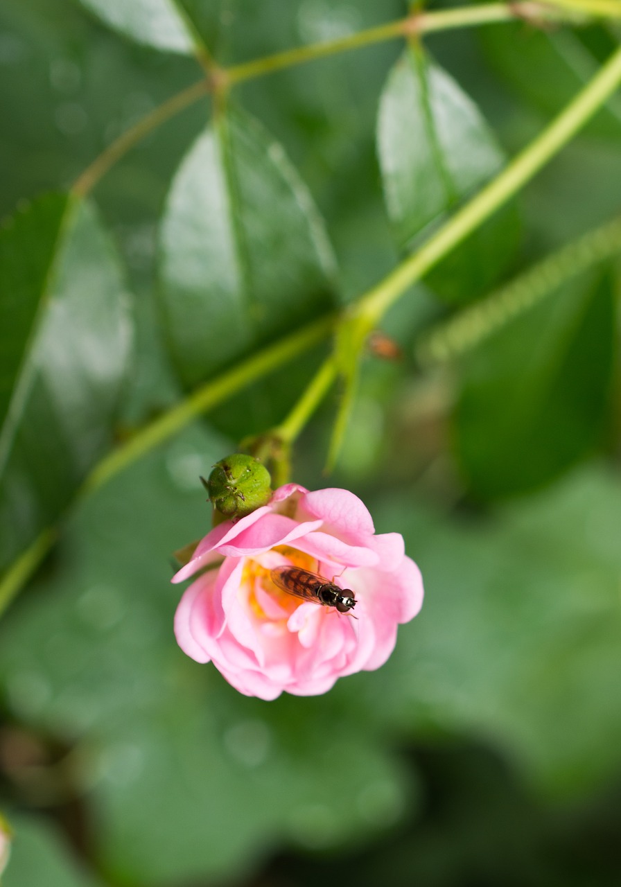 rose hoverfly insect free photo