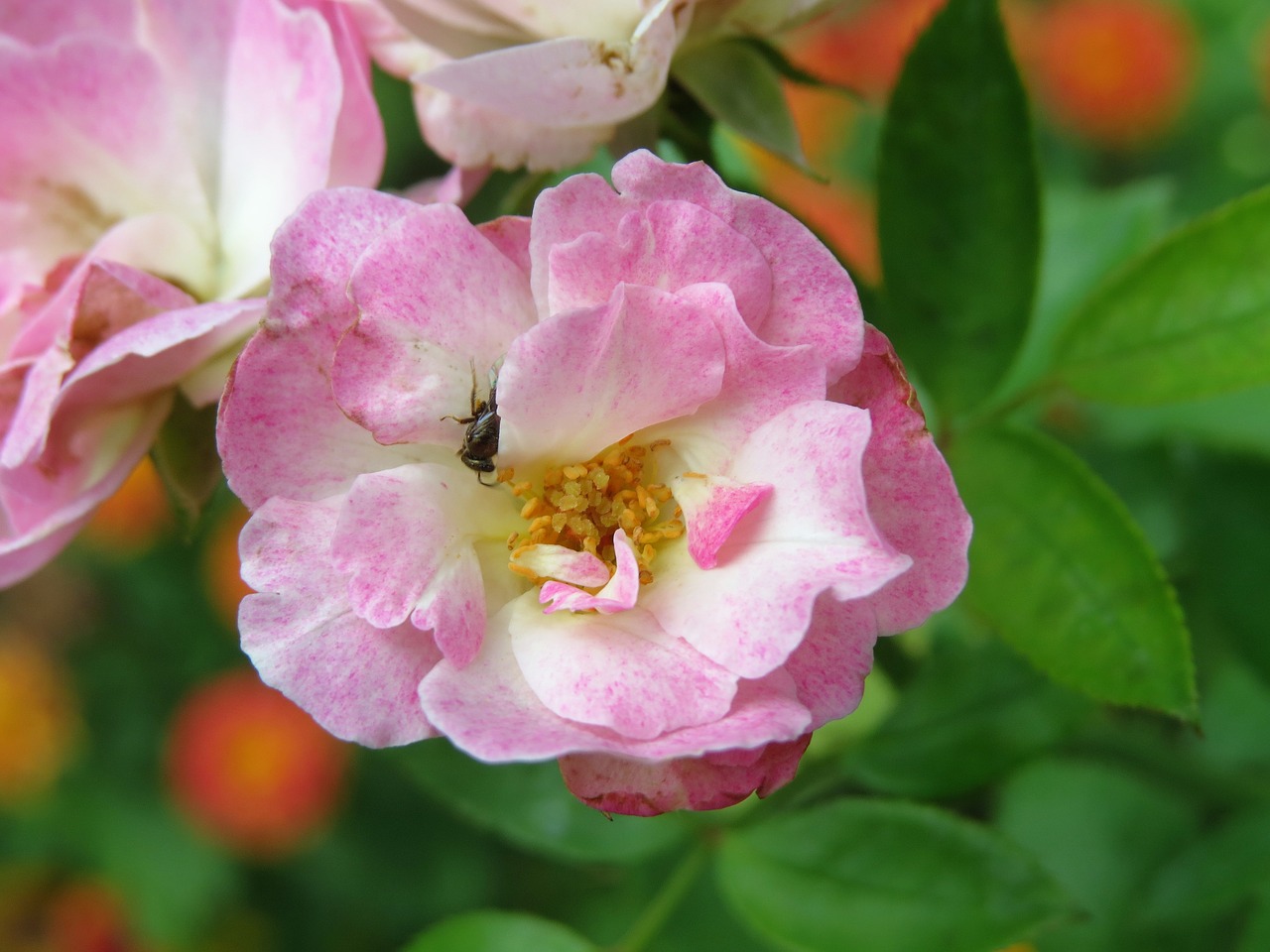 rose pink bloom free photo