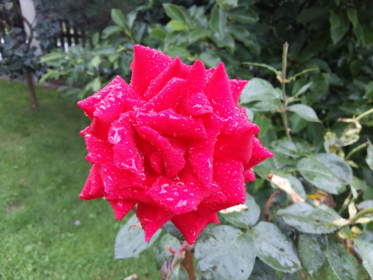 rose red flower plant free photo