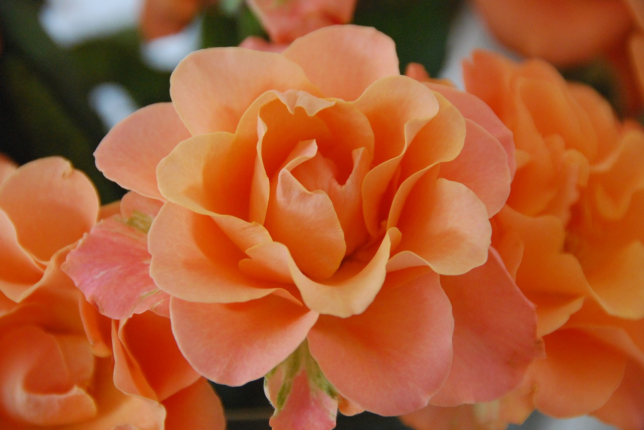 rose orange flowers free photo