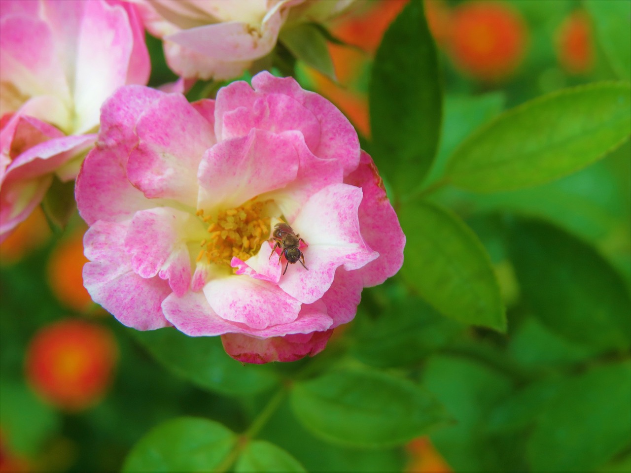 rose pink flower insect free photo