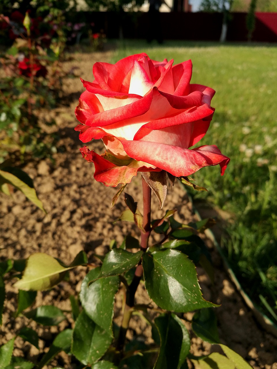 rose macro summer beautiful free photo