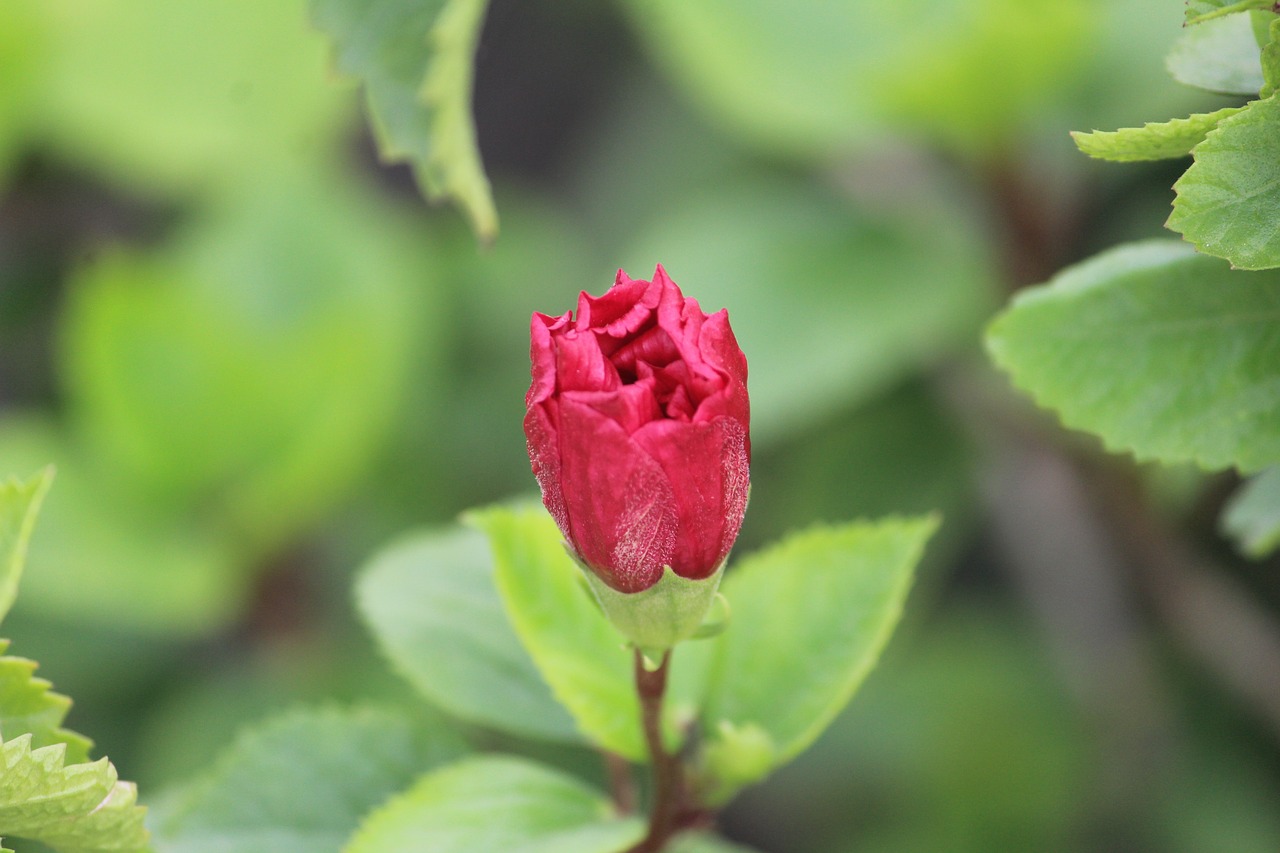 rose rose bud blossom free photo