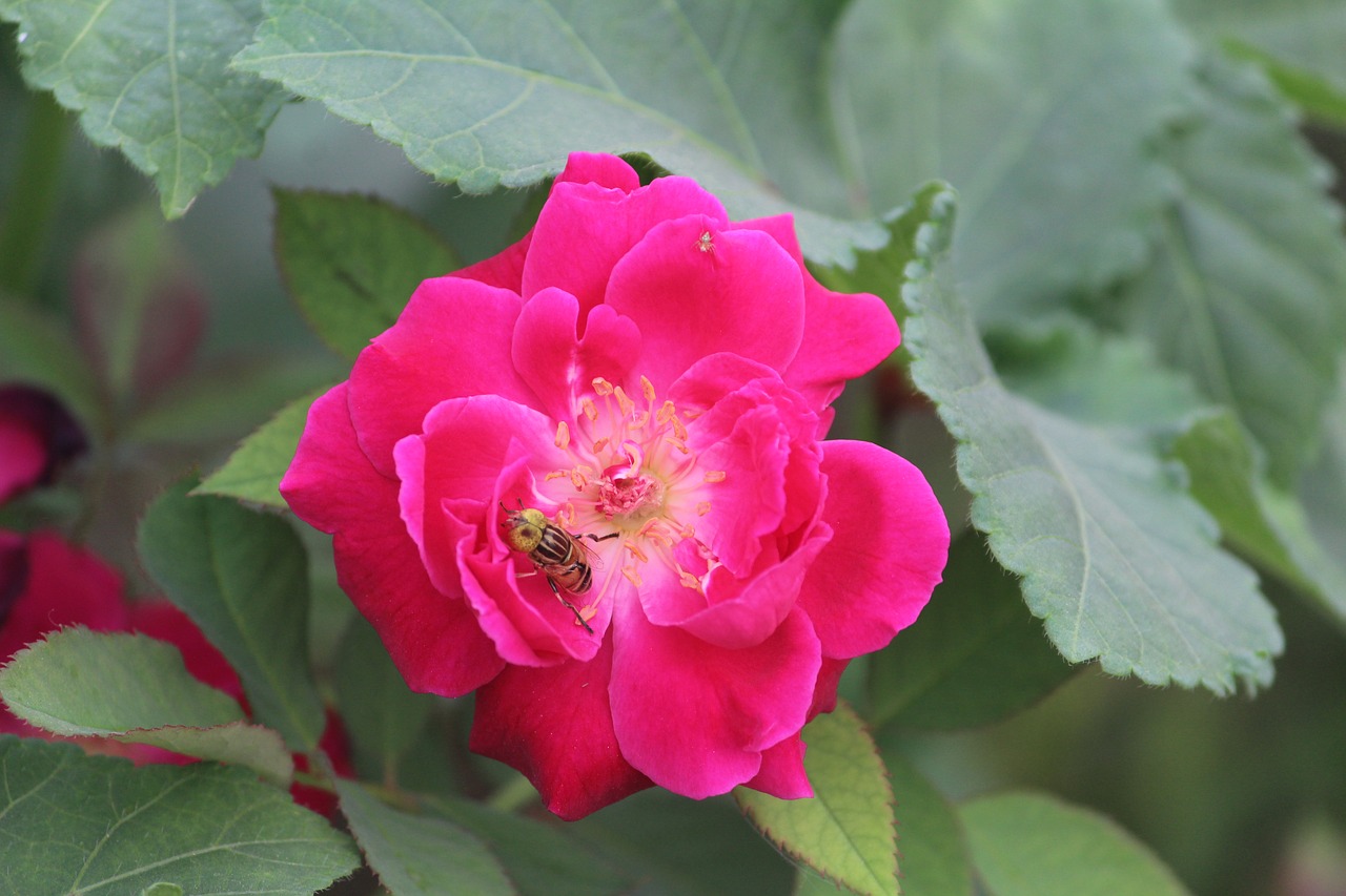 rose bee on a flower honey bee free photo