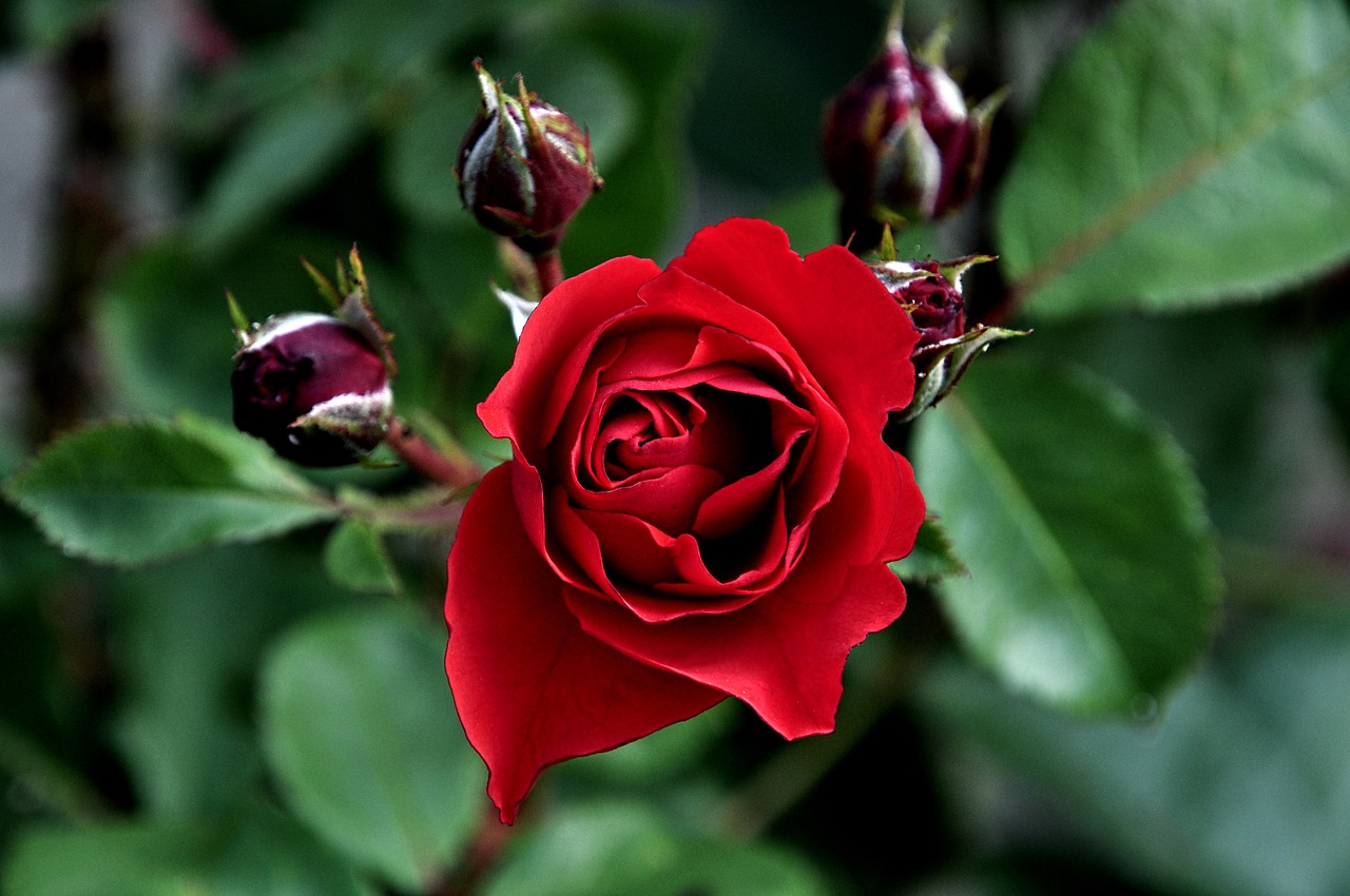 rose macro red free photo