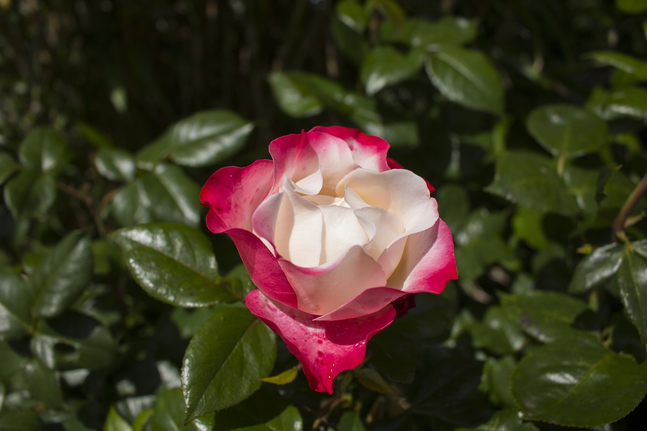 rose flower garden free photo