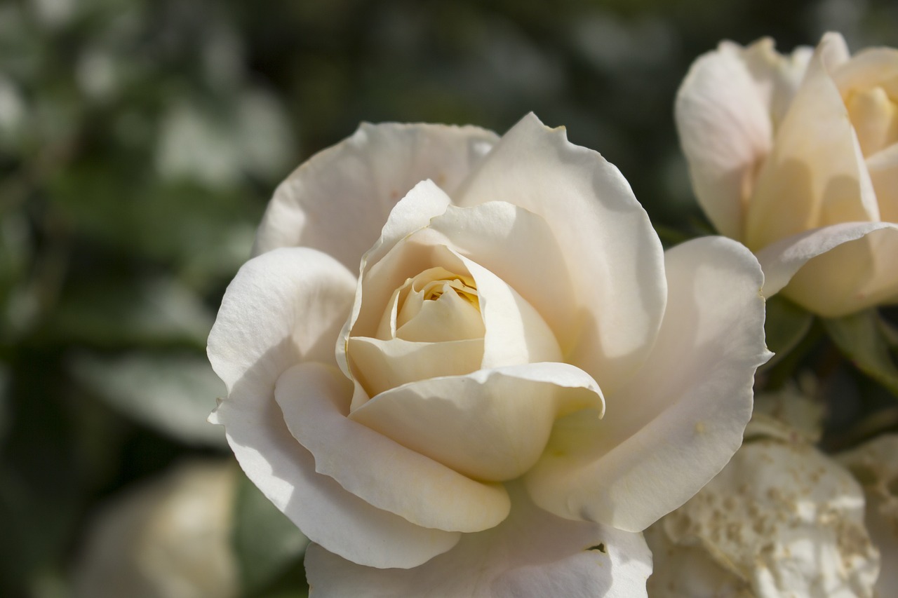 rose flower garden free photo