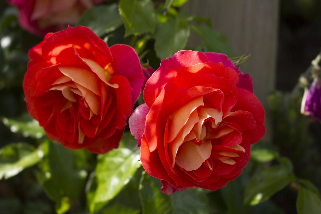 rose flower garden free photo