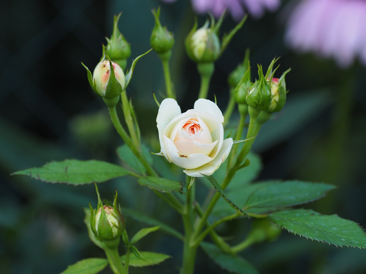 rose beauty garden free photo