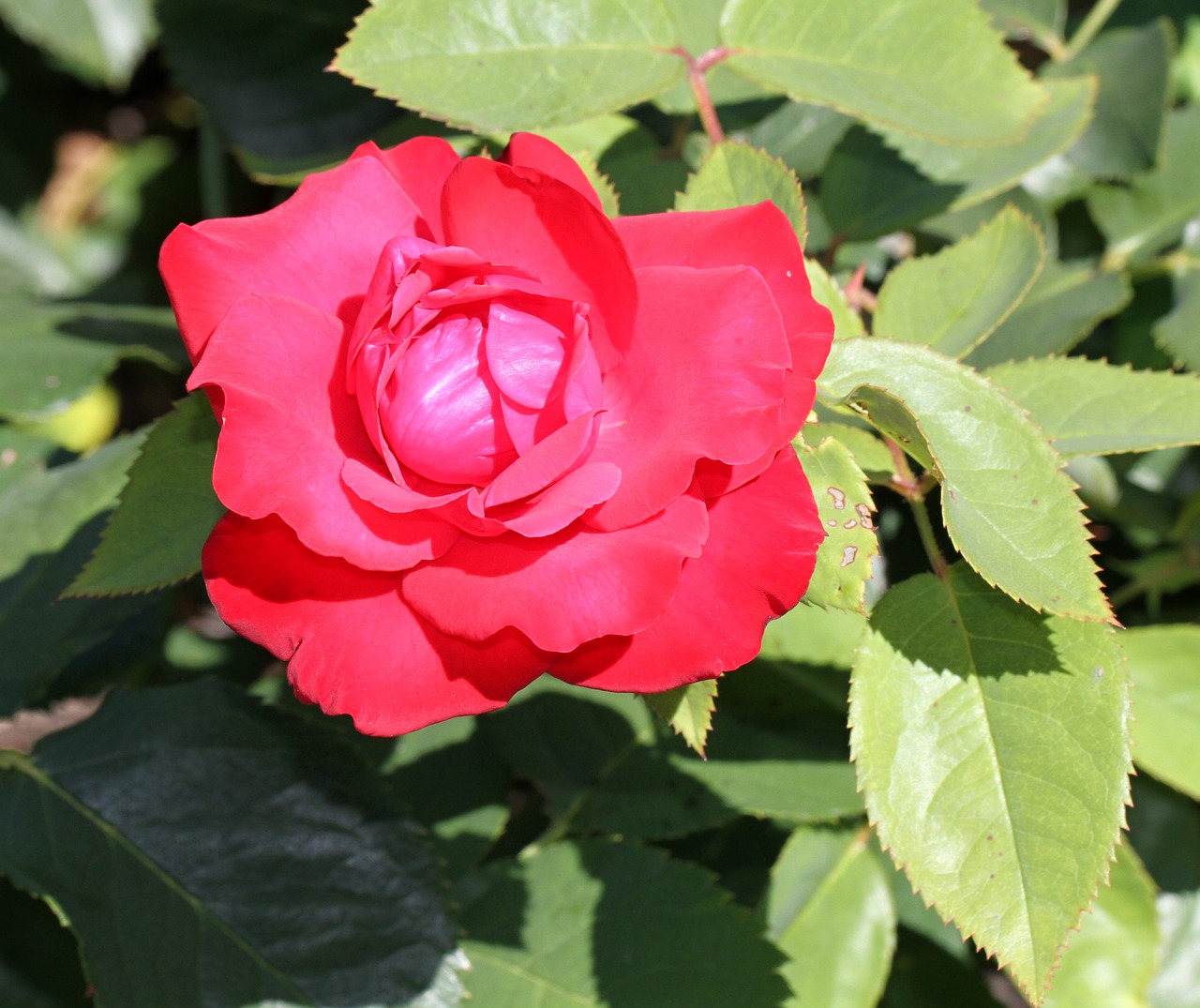 rose red red rose free photo