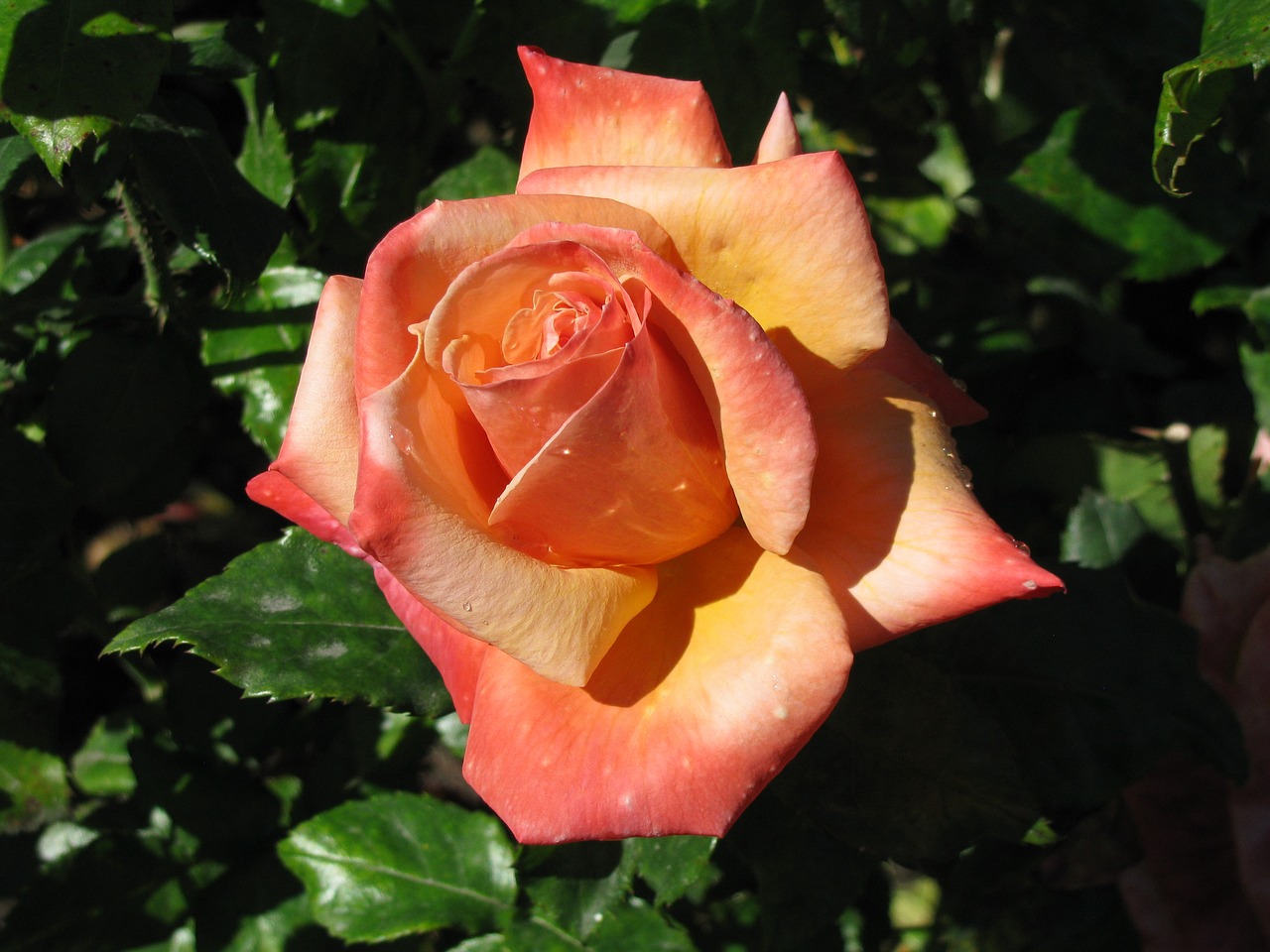 rose flower orange free photo