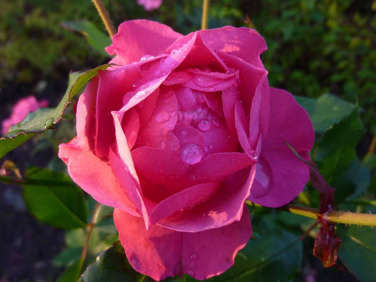 rose dewdrop blossom free photo
