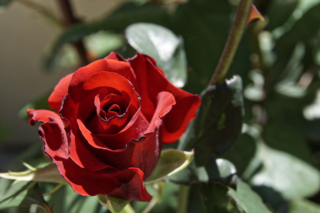 rose red roses romance free photo