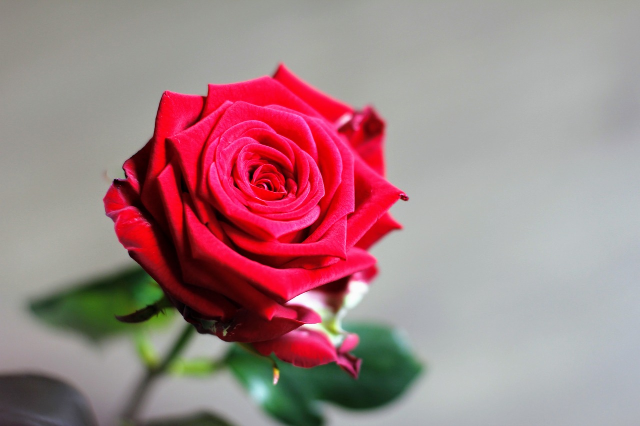 rose love valentine's day free photo