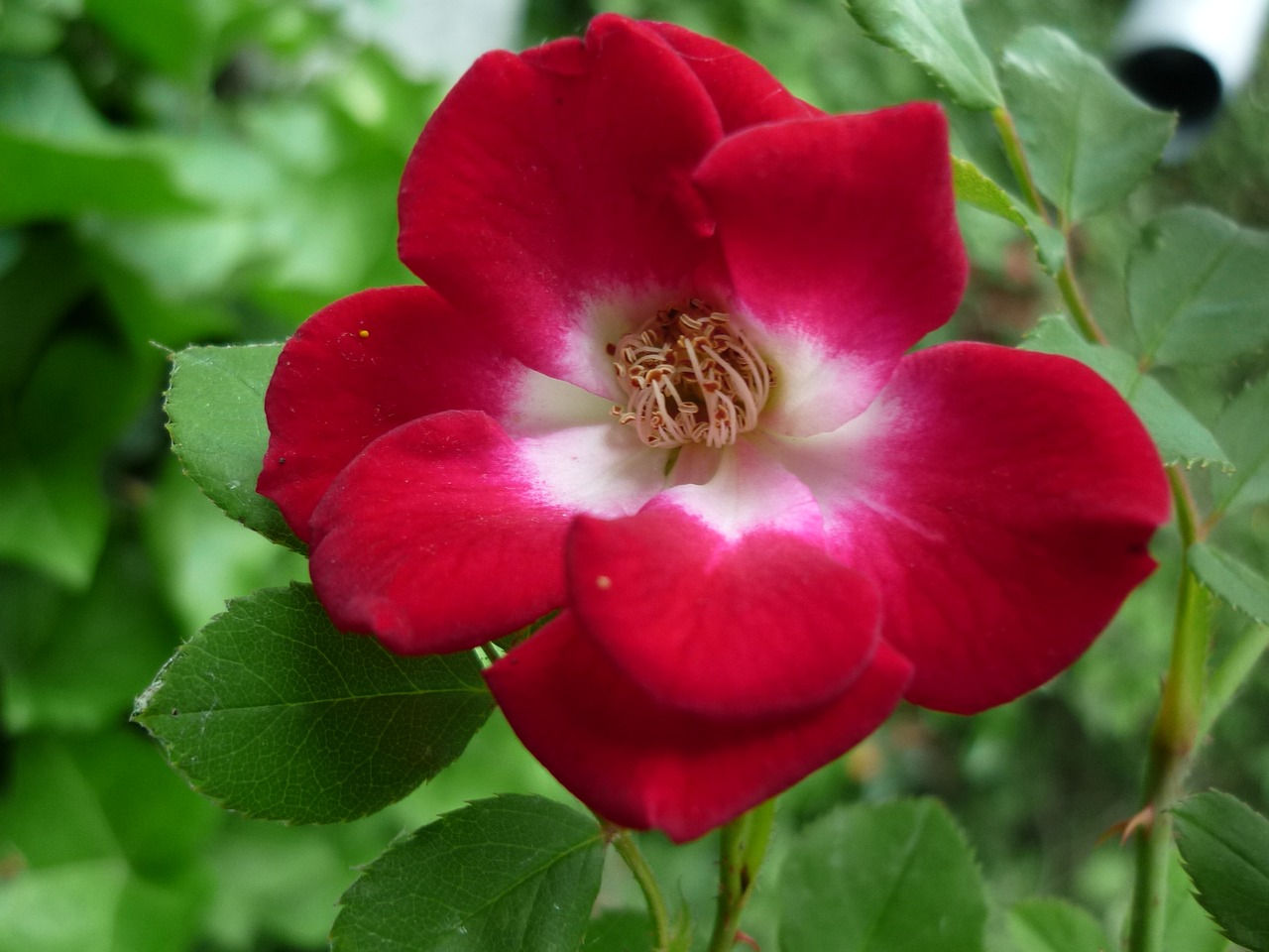 rose nature blossom free photo