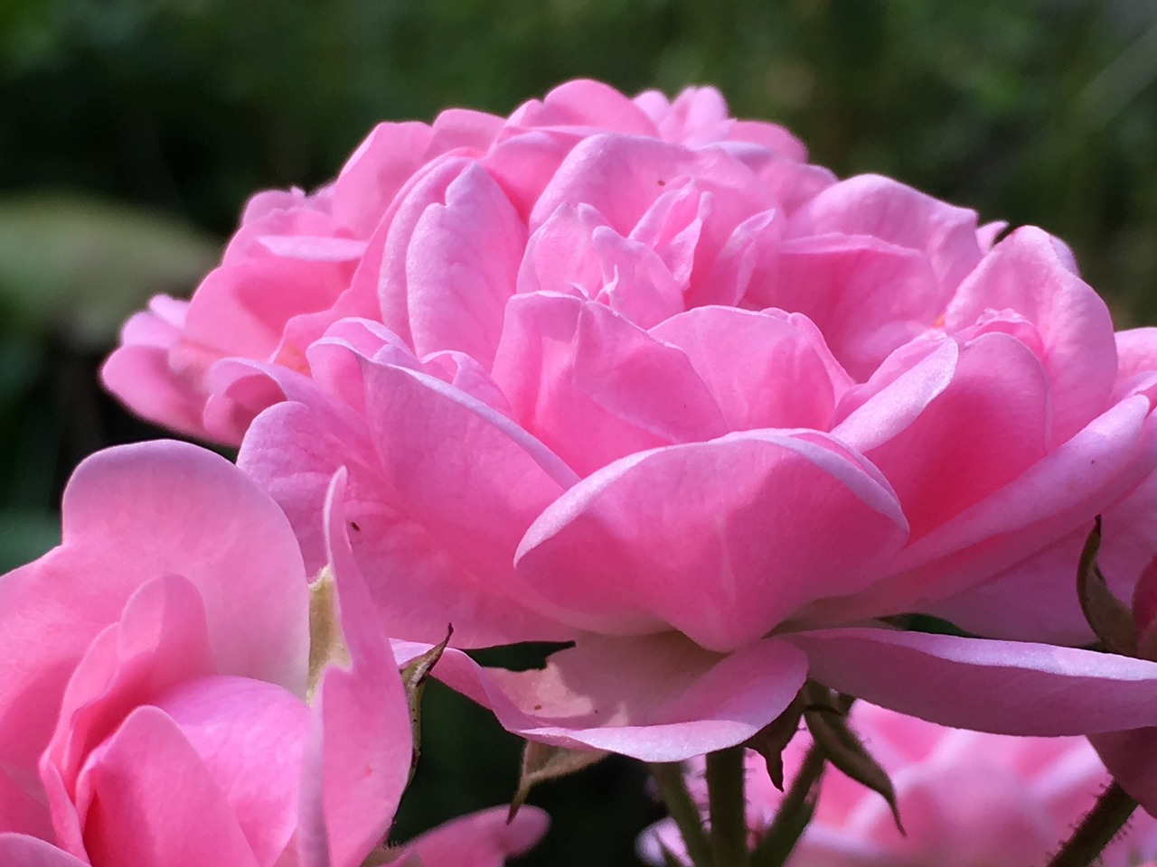 rose thorns rose bloom free photo