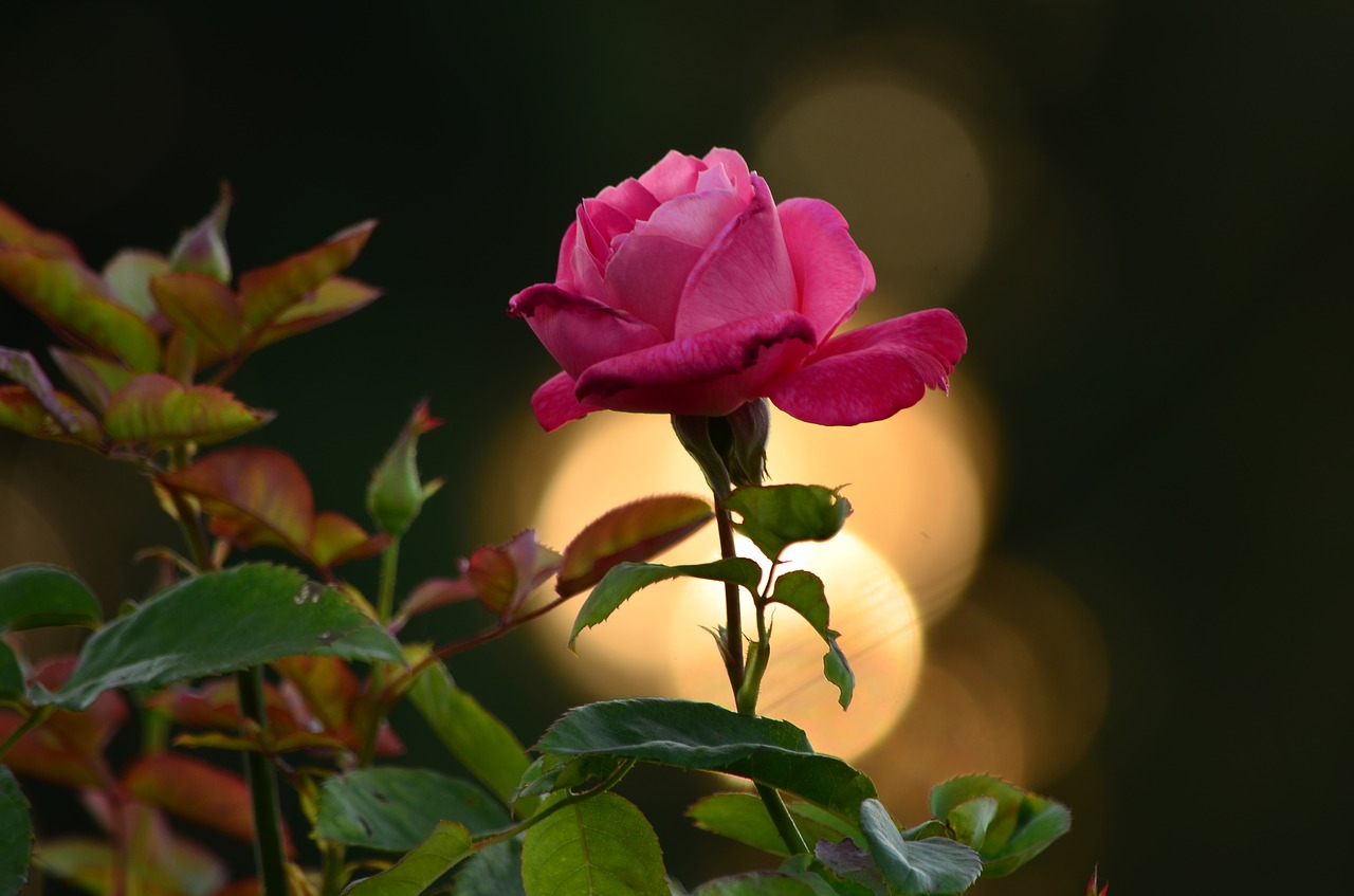 rose beauty morning glory free photo