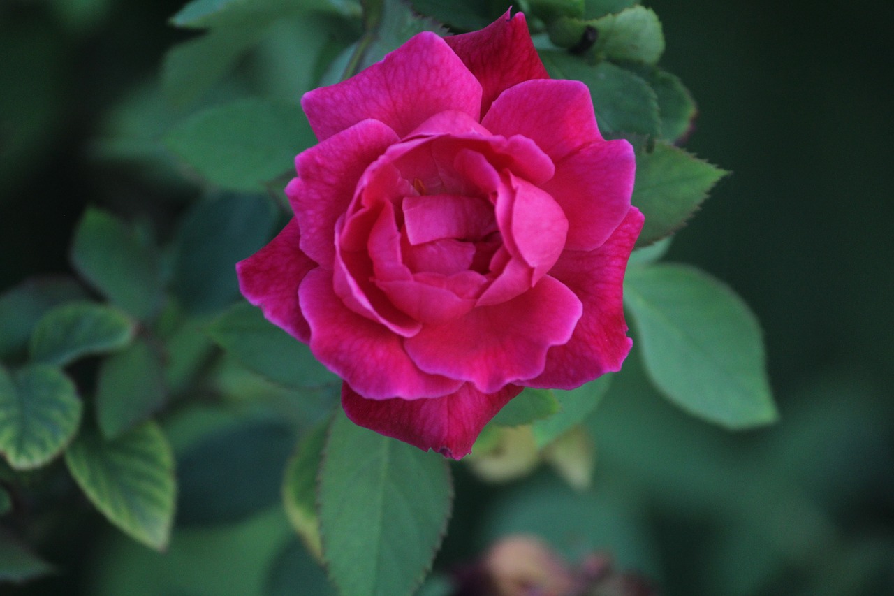 rose indian rose red rose free photo