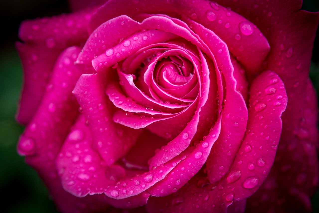 rose pink flower free photo