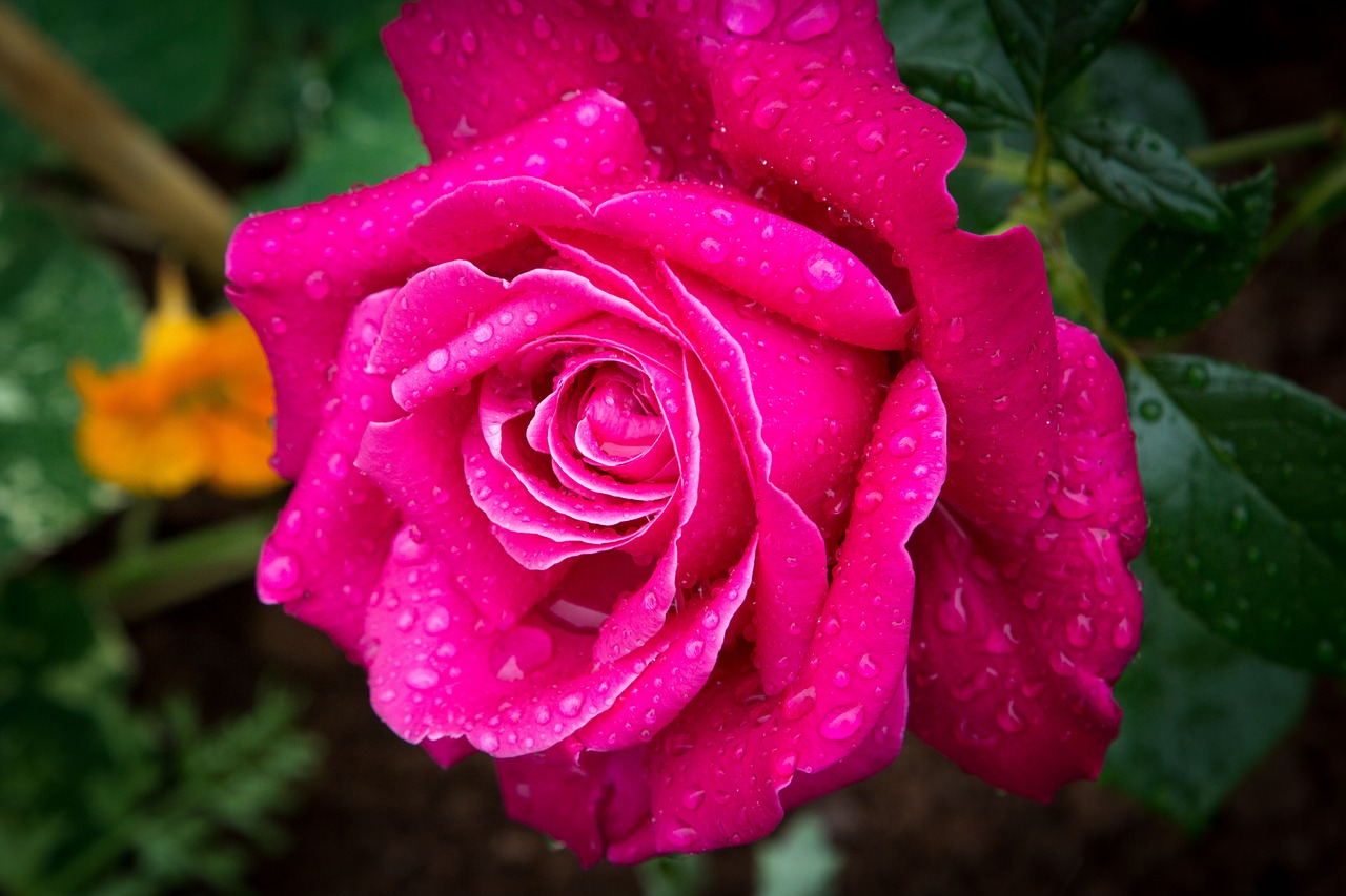 rose pink flower free photo