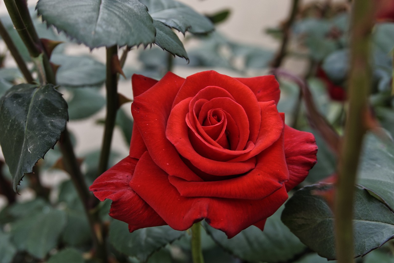 rose love romance free photo