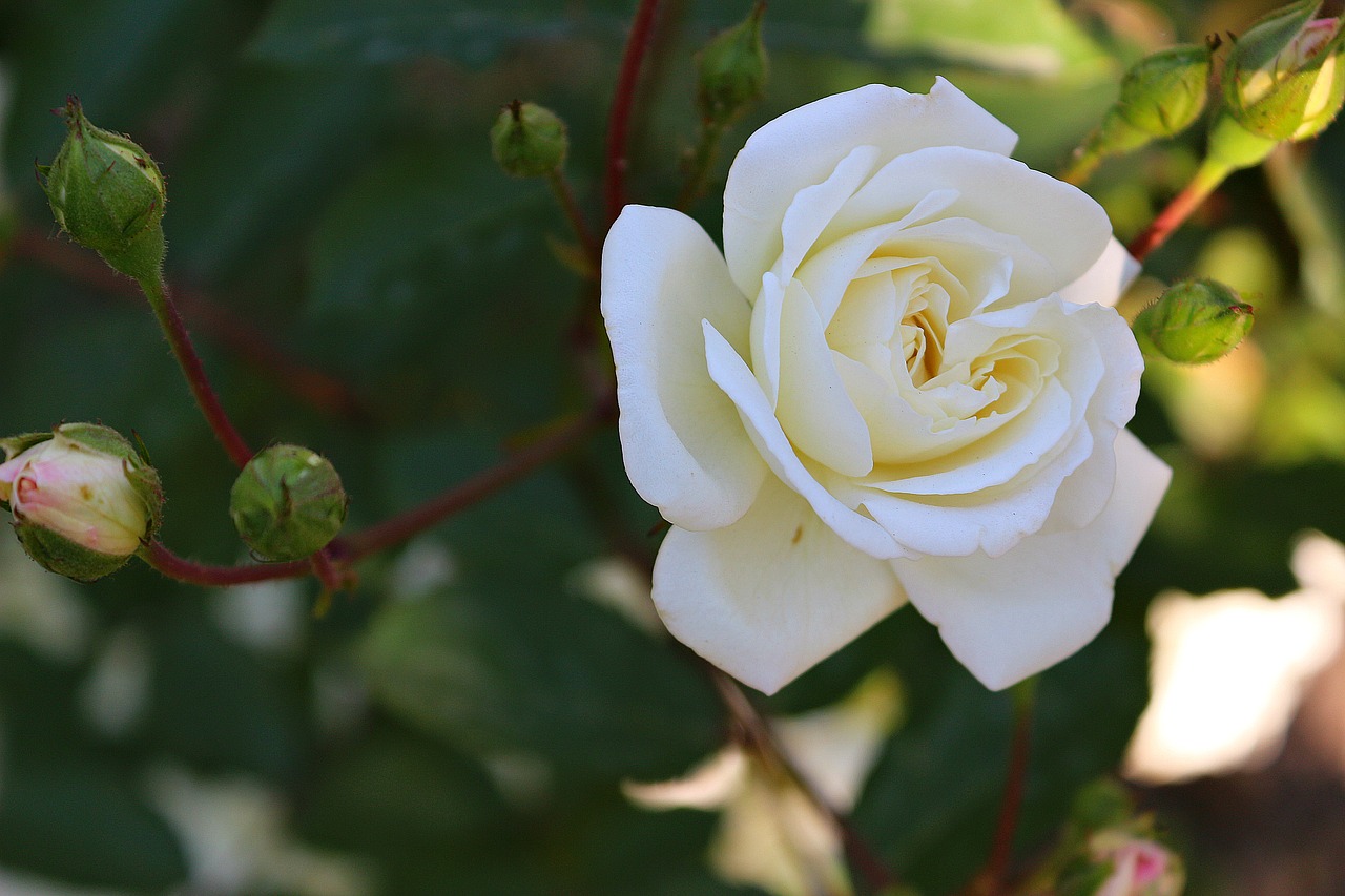 rose white flower free photo