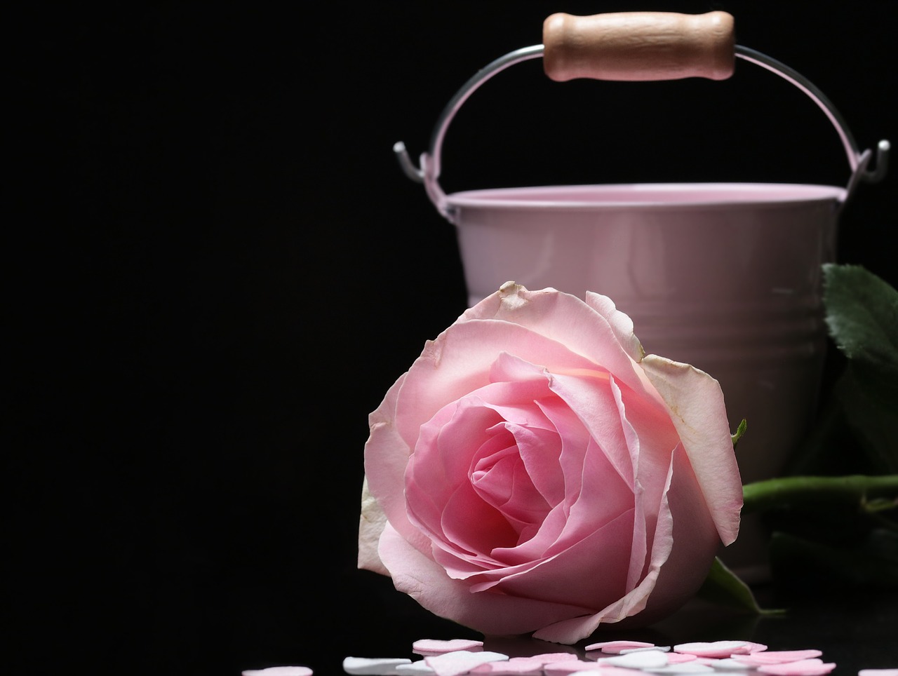 rose floribunda bucket free photo