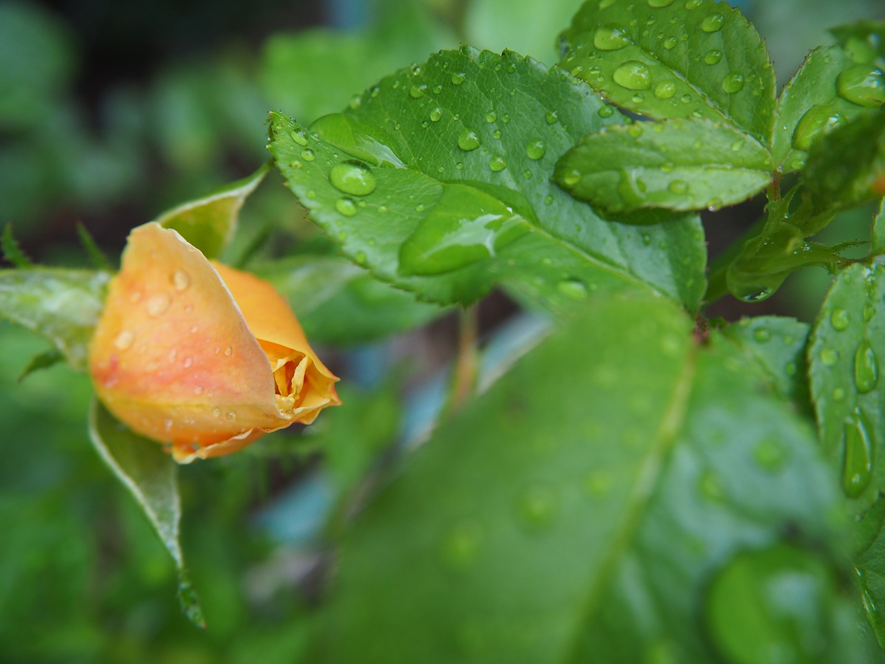 rose bud garden free photo