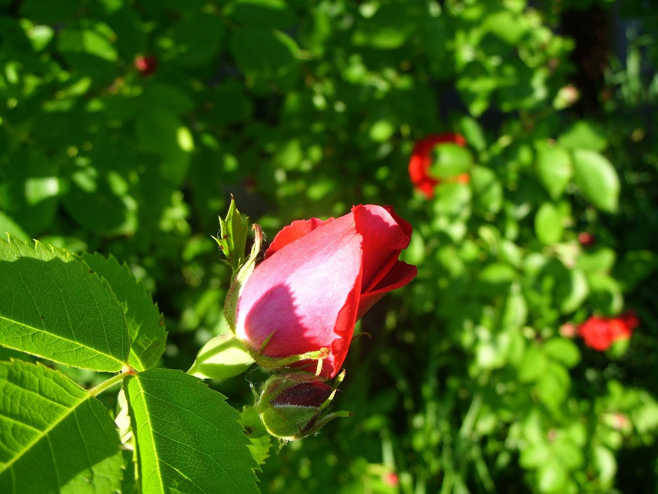 rose nature flower free photo