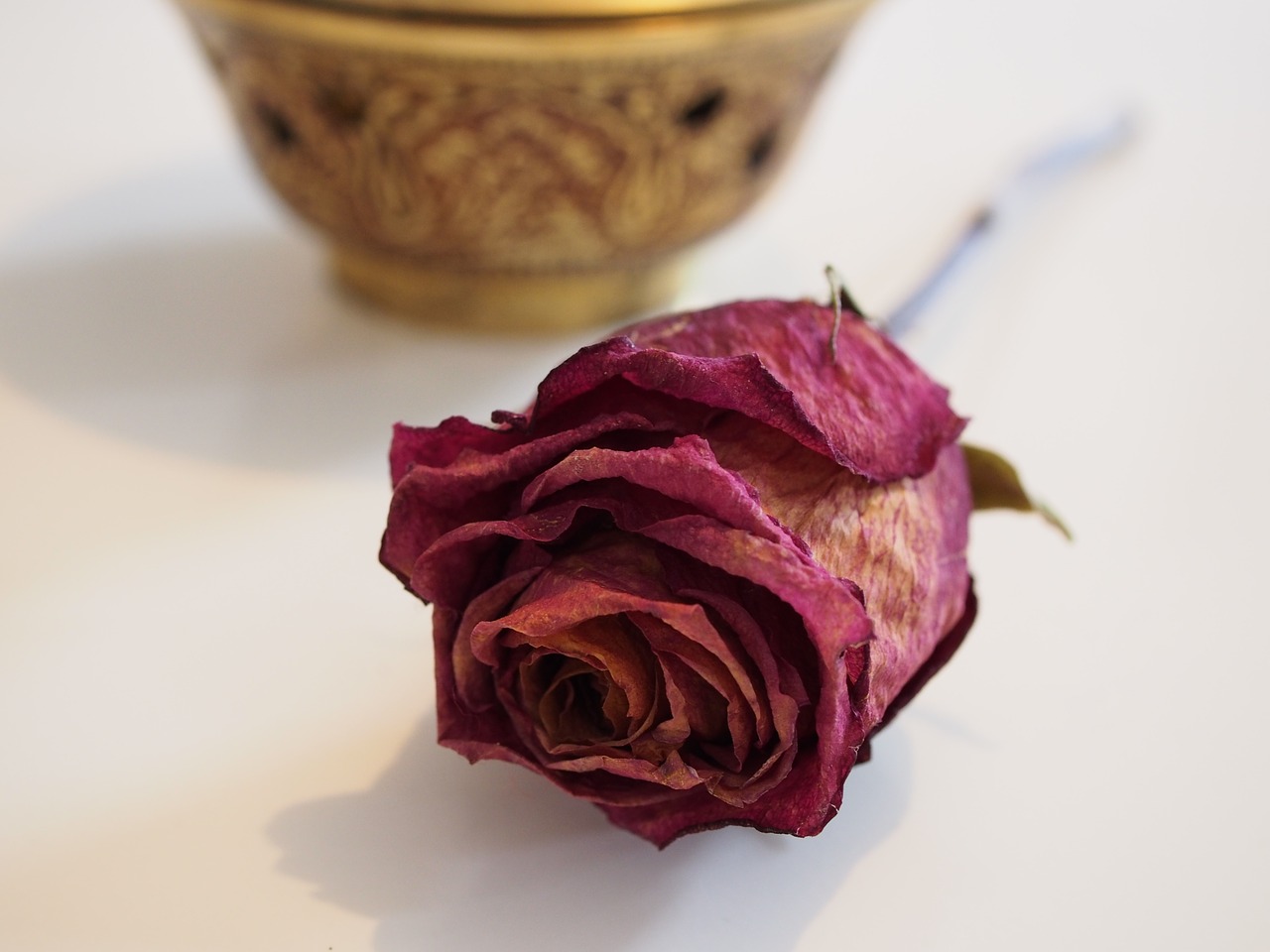 rose dried red free photo