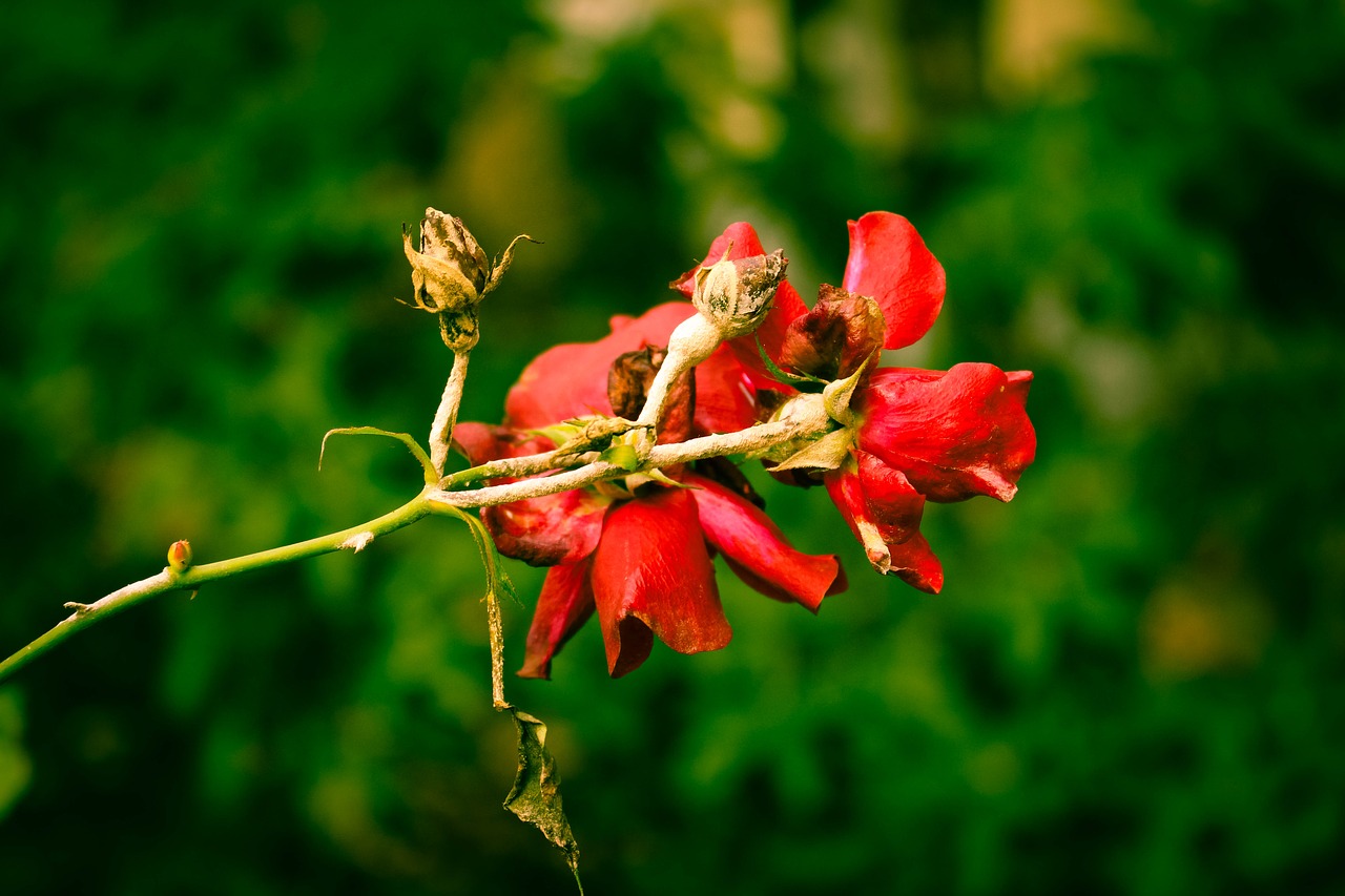 rose red withered free photo