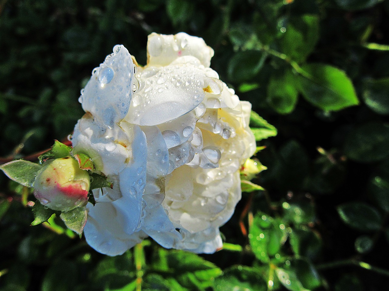 rose raindrops sun free photo