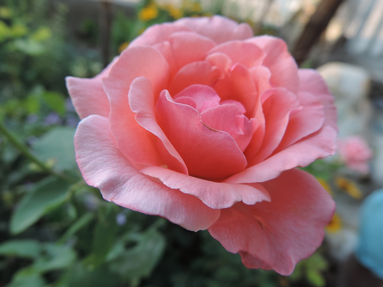 rose pink nature free photo