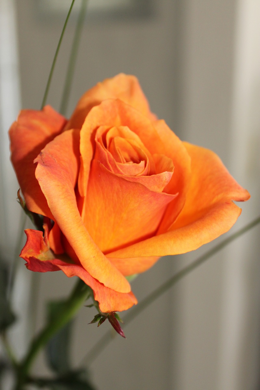 rose orange floribunda free photo