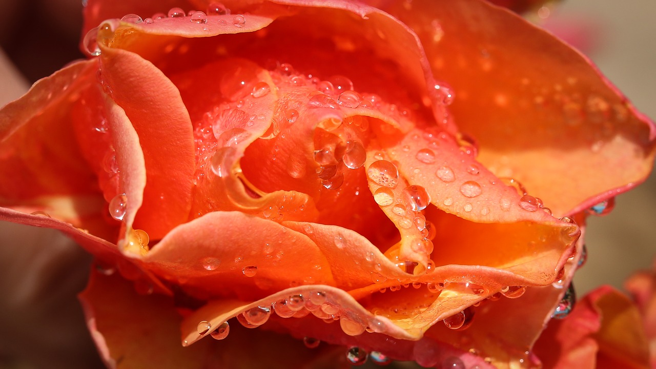 rose flowers orange free photo