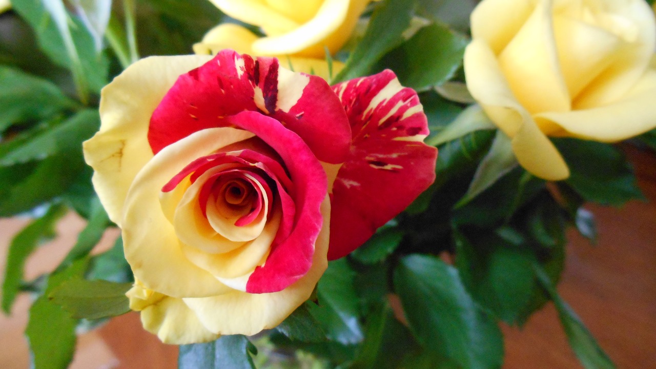 rose color yellow flower free photo