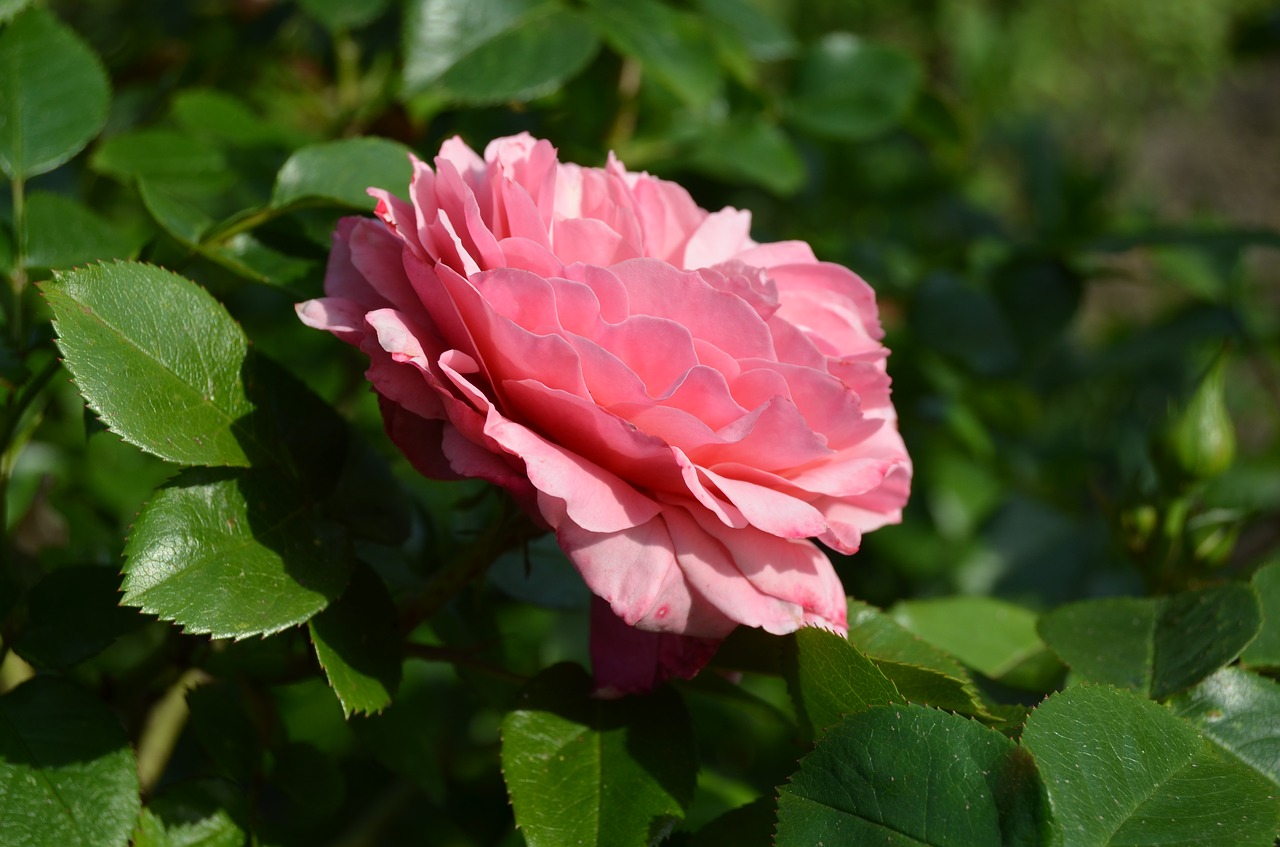 rose pink flower free photo