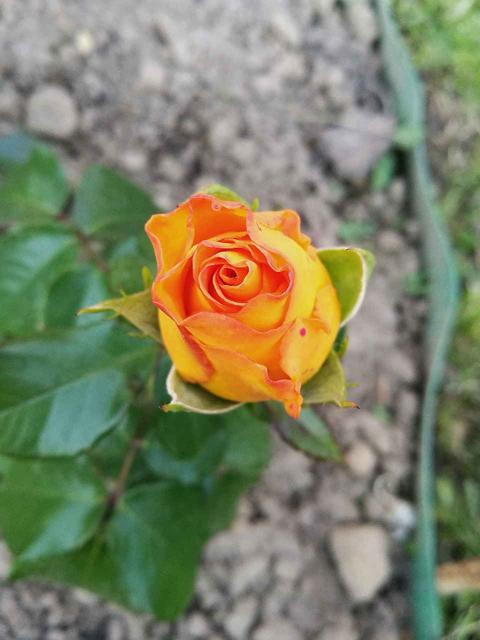 rose bud yellow rose free photo