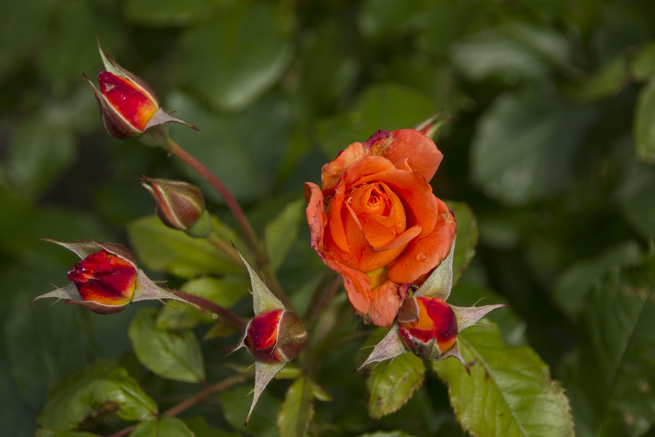 rose garden blossom free photo