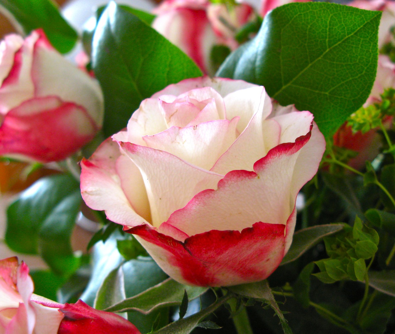 rose flowers red white free photo