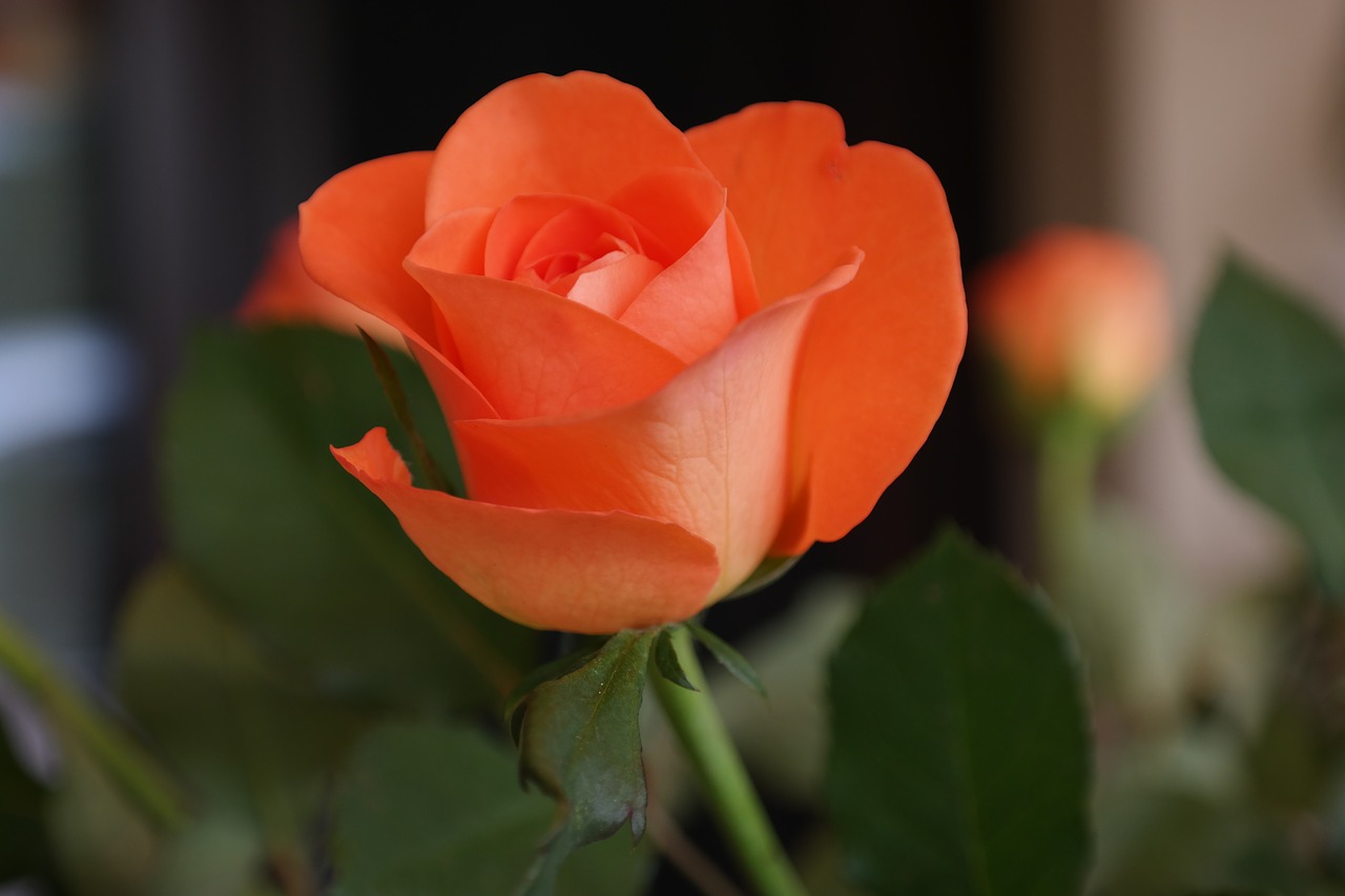 rose orange blossom free photo