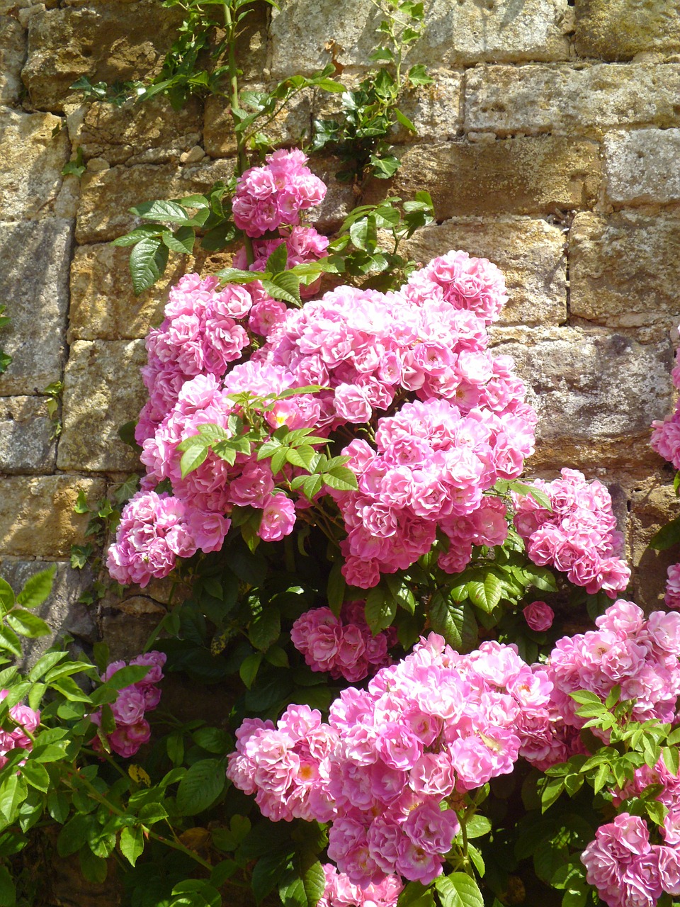 rose flowers wildflowers free photo